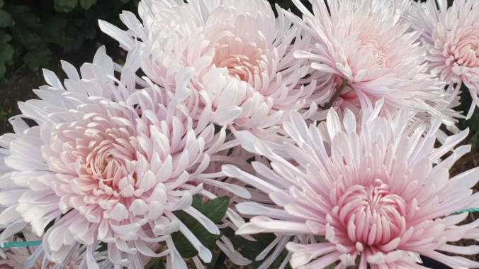 В Никитском ботсаду выбрали королеву Бала Хризантем