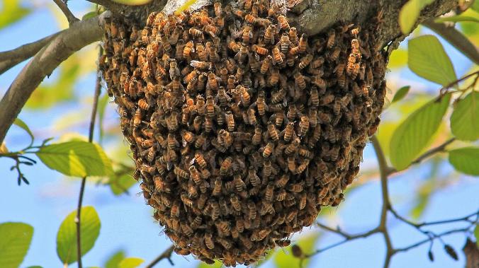3D-снимки роев пчел помогут построить более устойчивые здания