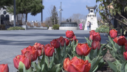 На Матросском бульваре распустились красные тюльпаны