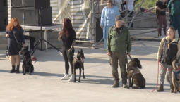 96 собак выступили на выставке в Новом Херсонесе