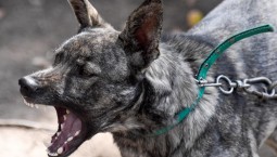 Горхоз компенсирует вред укушенному собакой мальчику