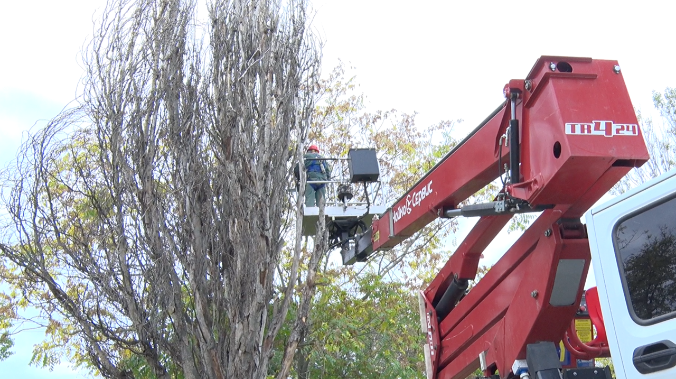 В Севастополе отменили порубочный билет для работ у дорог и сетей 