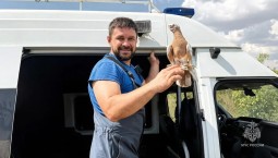 В Крыму сотрудники МЧС России спасли голубку