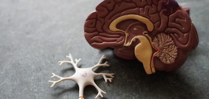Ученые раскрыли механизм поражения мозга коронавирусом