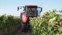 В Севастополе собрали более 20 000 тонн винограда