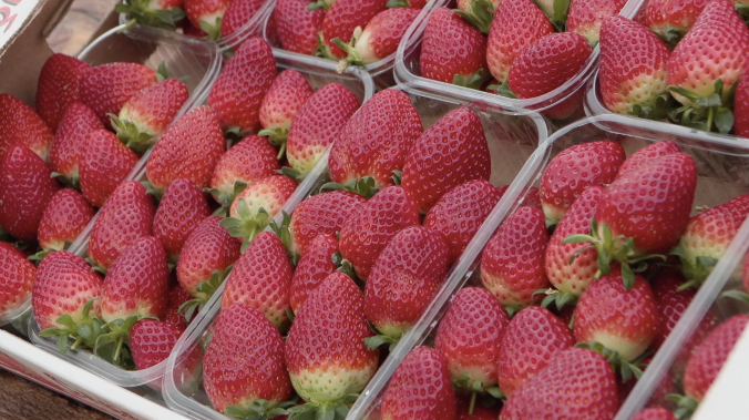 Первая ягода: в Крыму стартовал сбор тепличной клубники