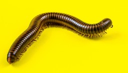 В Австралии найдена многоножка с усами и 1306 ногами