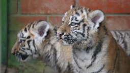 Амурские тигрята родились в Московском зоопарке