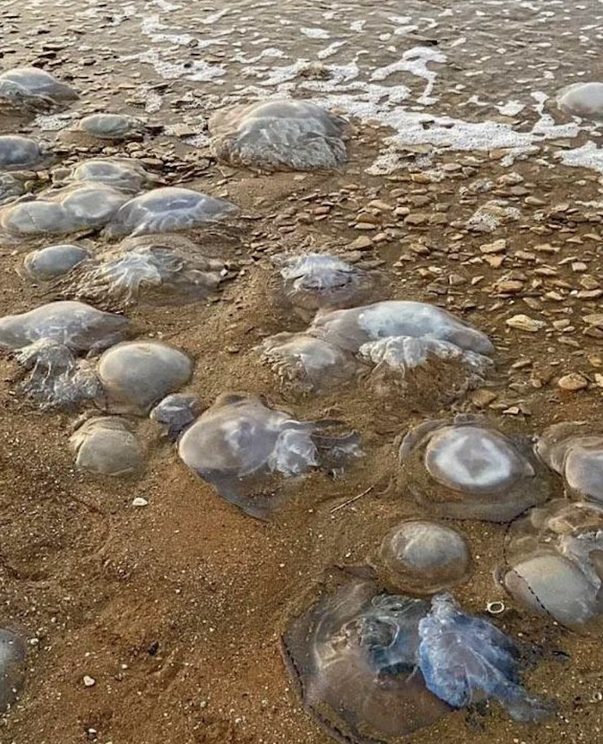 Нашествие медуз в Крыму. Керчь медузы 2023. Керчь медузы. Нашествие корнеротов в Крыму. На берег выброшен грозою