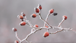 МЧС предупреждает о заморозках в Крыму до –2°