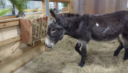 Ослик Жорик, прибывший из зоны СВО, «ушёл на пенсию»