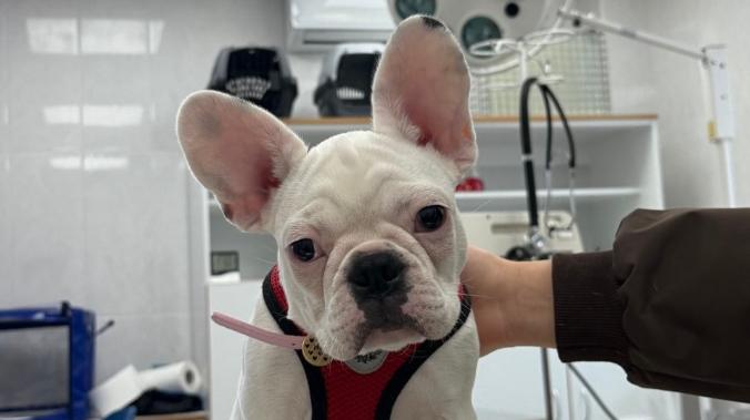 В Севастополе в ноябре помогли 528 животным