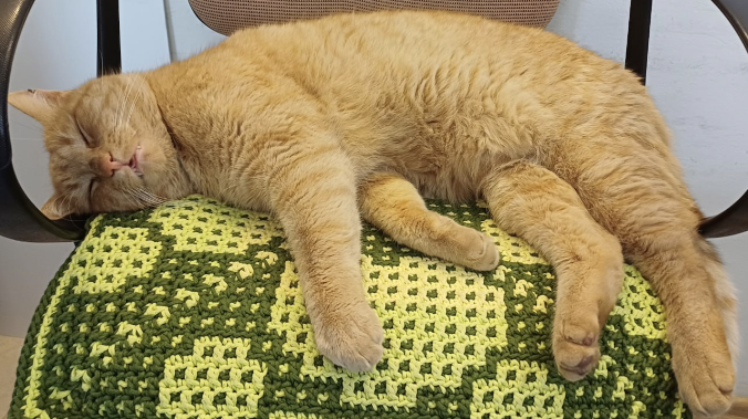 35-я батарея представила нового мяучного сотрудника