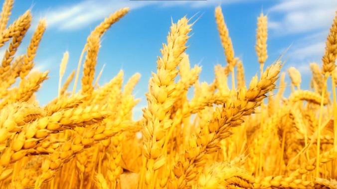 Цена российской пшеницы достигла рекорда 2014 года