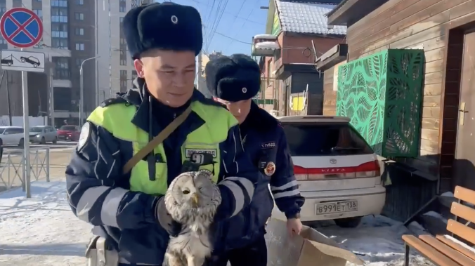 Раненую сову спасли автоинспекторы под Иркутском 
