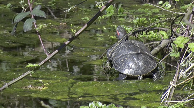 В прудах Максимовой дачи живут утки, черепахи и лягушки