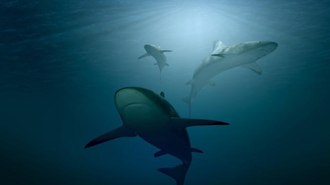 Гигантские акулы-мегалодоны оказались больше, чем считалось ранее