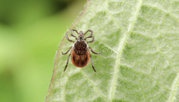 Опасный укус: в Крыму активизируются клещи