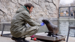 Морской котик Снарк осваивает уличный бассейн