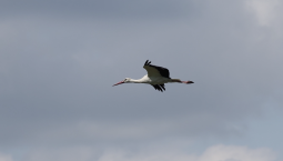 Сезон гнездования: в Херсонскую область прилетели аисты