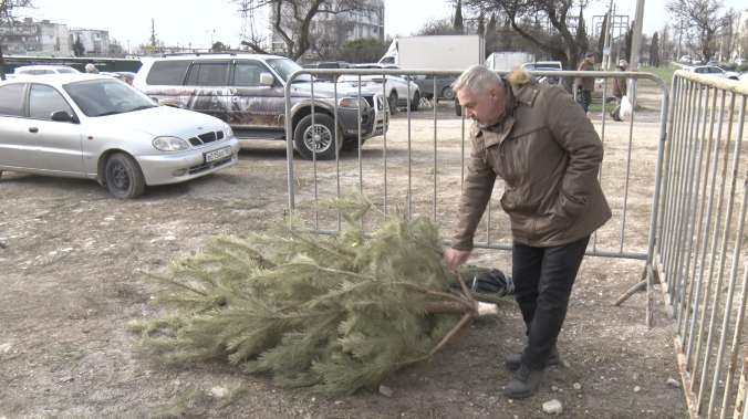 В Севастополе открыты 10 точек для сбора ёлок