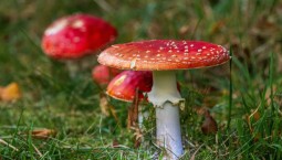 В Крыму стали в 10 раз чаще травиться грибами