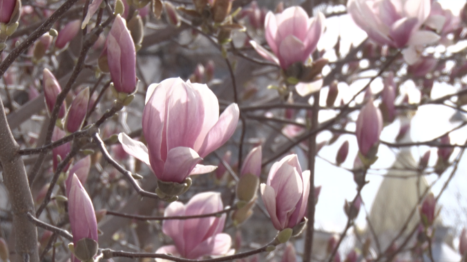 Волшебство цветения: на Большой Морской распустилась магнолия
