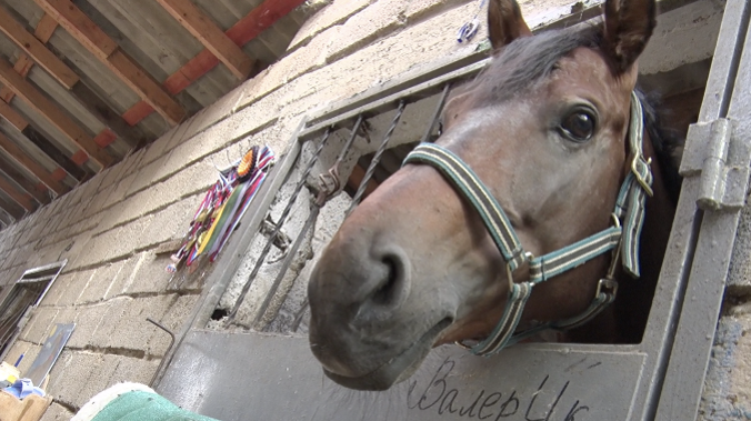 В Севастополе бесплатно вакцинируют лошадей