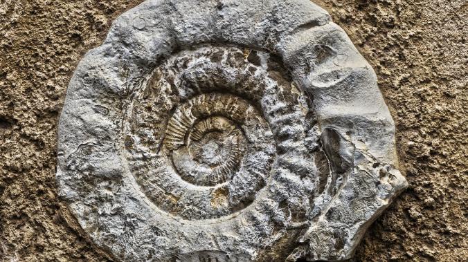 Нервные ткани обнаружили в окаменелости возрастом 520 млн лет