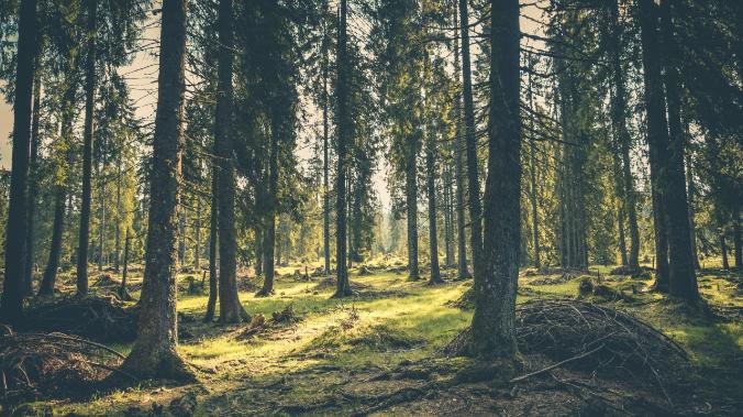 Учёные намерены вырастить лес из пробирки