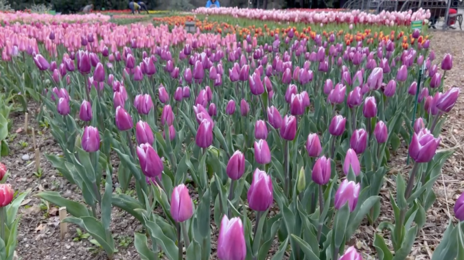 27 марта в Крыму откроется Парад тюльпанов 
