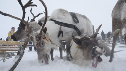 На Таймыре кочевники отметили День оленевода