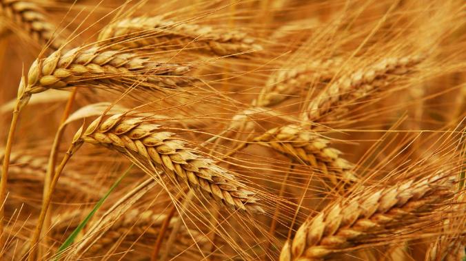 Крым начнет экспортировать пшеницу в Африку