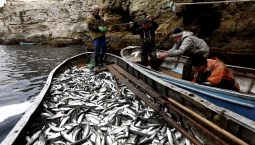 Рыболовам Севастополя выделили 8 млн рублей