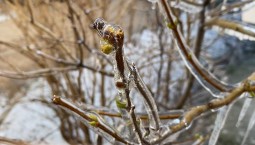 Ветви в хрустале: лёд сковал деревья и кусты во дворах Севастополя