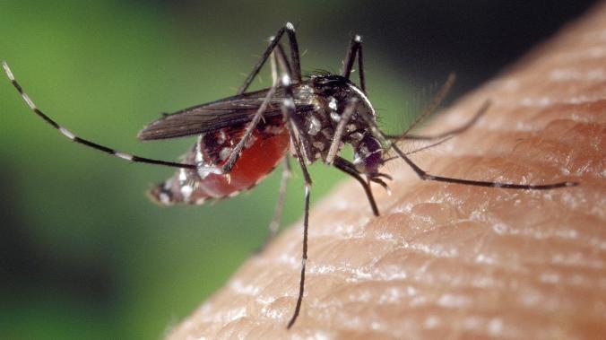 The Sun: комары выбирают людей, в поте которых содержится много карбоновых кислот