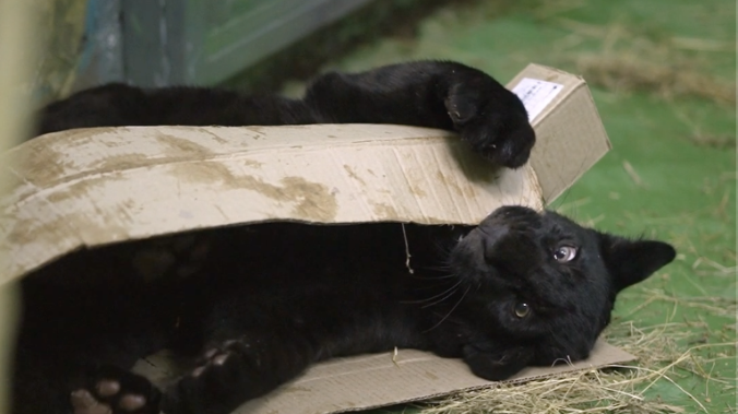 Ягуар Габриэль поселился в Новосибирском зоопарке