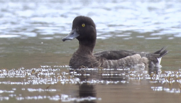 1 апреля отмечается Международный день птиц