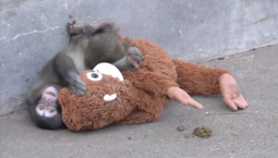 Игрушка как утешение: макаку Панча бросила мама