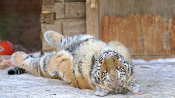 Тигрёнок показал, как правильно встречать утро