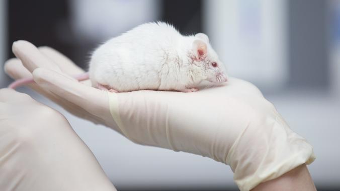 Исследователи впервые создали мышей без половых клеток