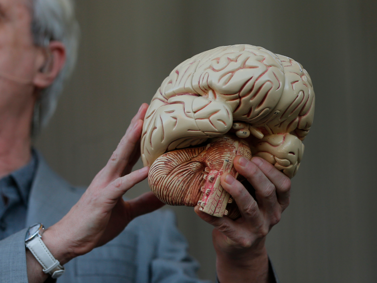 Человеческий мозг. Настоящий человеческий мозг. Мозги человека настоящий.