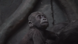 Примату Квито из Московского зоопарка – скоро год