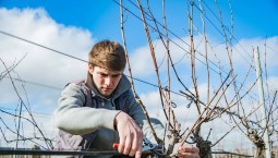Виноградники Севастополя готовят к новому сезону