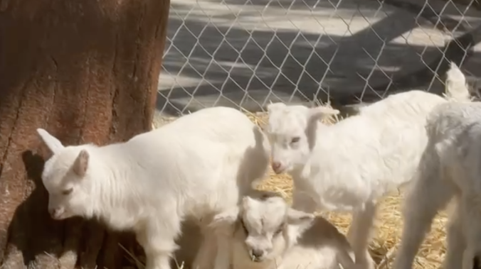 Пятеро козлят родились в Новом Херсонесе