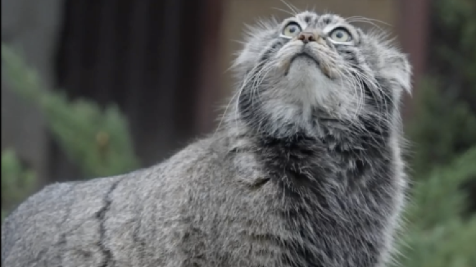 Зима близко: манул Тимофей отрастил шубу к холодам