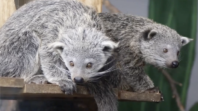 Малыши-бинтуронги устроили весёлый переполох