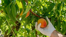 Более 1200 тонн фруктов и ягод собрали в Севастополе