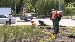 Клумбы Севастополя украшают летними цветами
