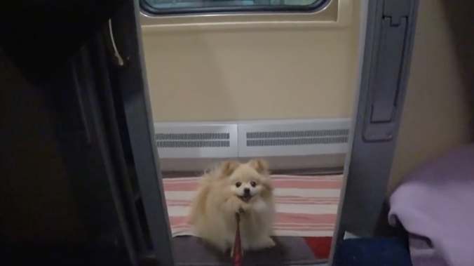 В поездах напомнили о правилах перевозки животных 